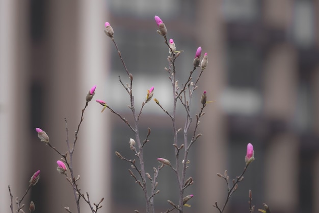 Fresh greens Young leaves on a tree A bush with bright leaves Bright colors of spring