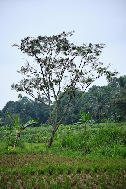 Fresh Growing Petai Trees in the Field