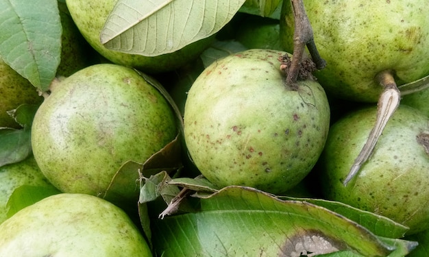 Fresh guava fruit in wooden tray after harvested from the farm ready to serve or sell at the market