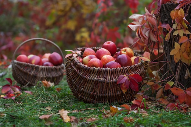 Fresh harvest of apples. Autumn gardening.