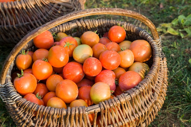 Fresh harvest red tomatoes collected in an old basket, Mature tomatoes in the field after harvesting tomatoes and vegetables