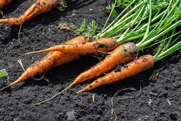 Fresh harvested carrots on the groundx9