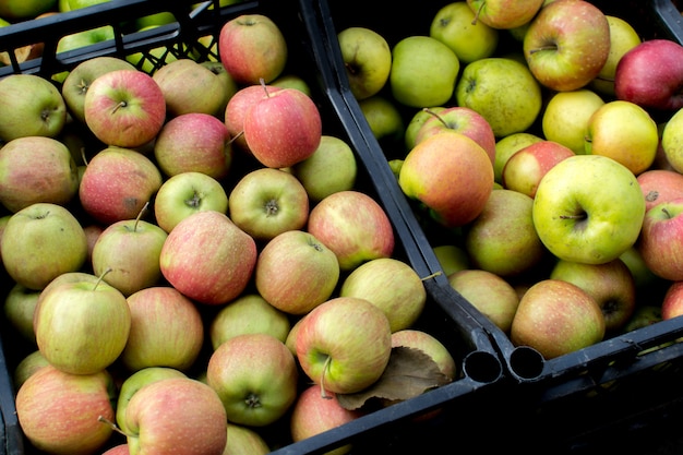 Fresh harvested ripe apples