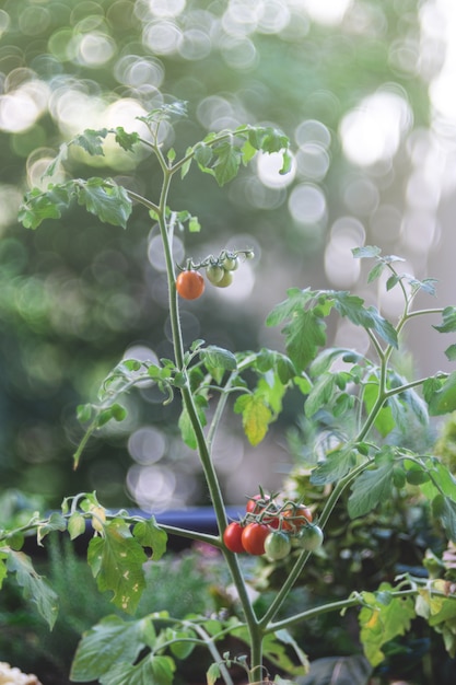 Fresh harvested ripe red tomatoes close up