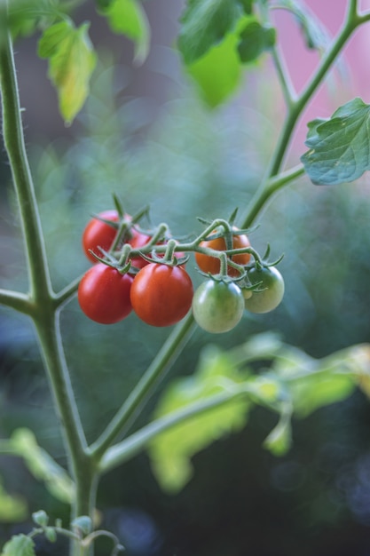 Fresh harvested ripe red tomatoes close up