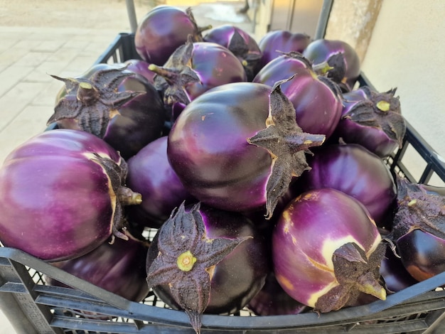 Fresh harvested violet eggplant organic