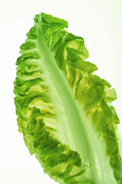 Fresh healthy lettuce leaf isolated on white