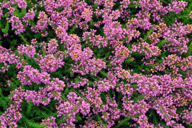 Fresh heather flowers close up as background top view