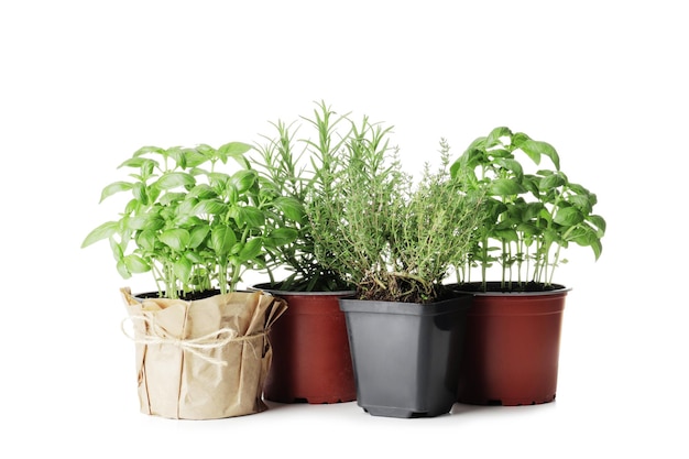 Fresh herbs in garden pots isolated on white background