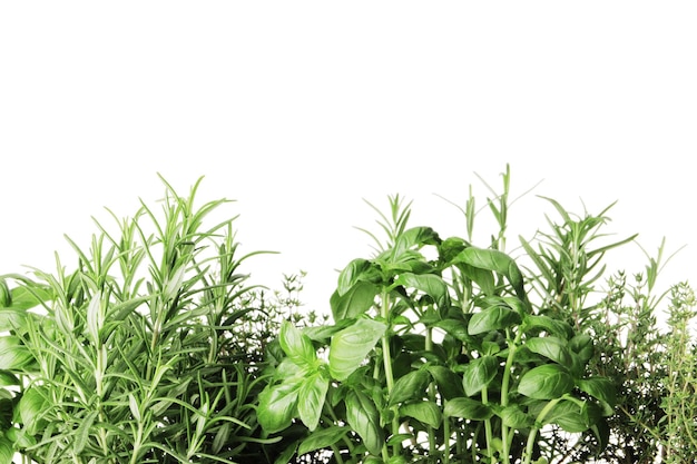 Fresh herbs isolated on white background