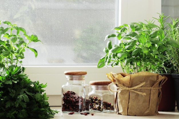 Fresh herbs in pots on the windowsill