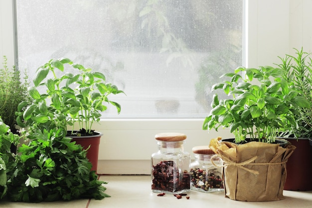 Fresh herbs in pots on the windowsill