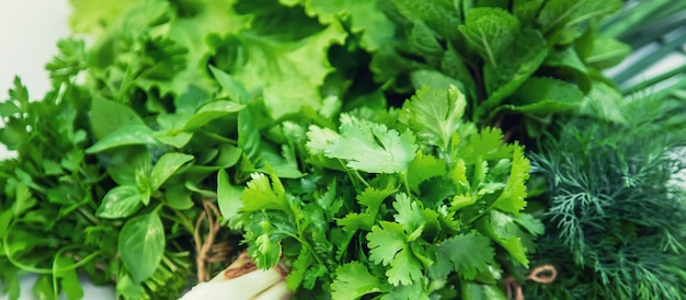 Fresh homemade greens from the garden. Isolate 