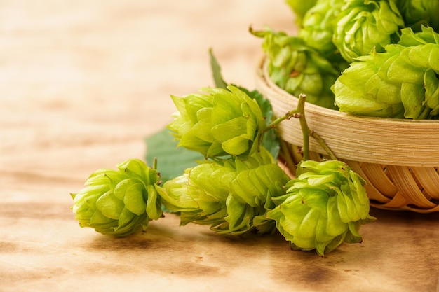 Fresh hops on a monochromatic background