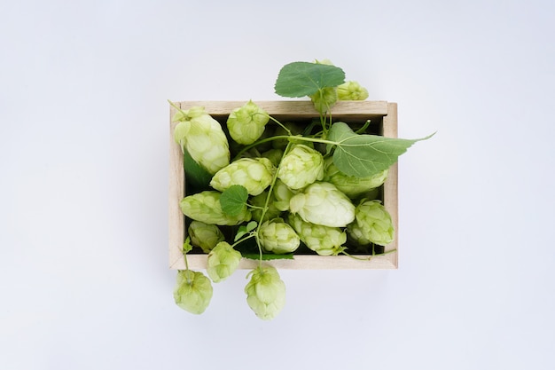 Fresh hops in a wooden box with copy space