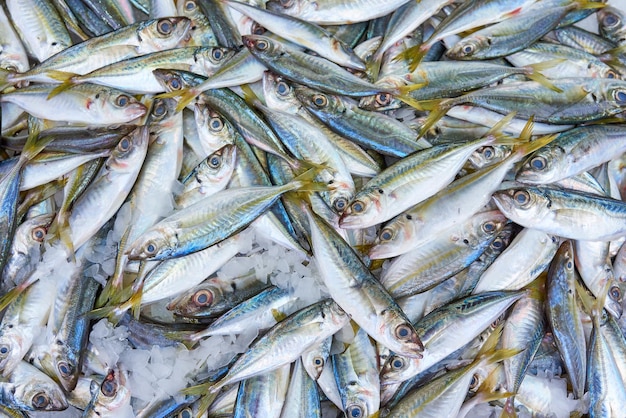 Fresh horse mackerel fish in ice at the market horse mackerel background