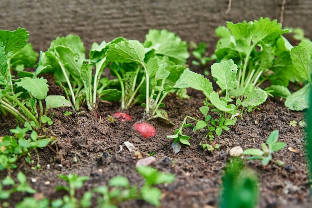 Fresh horse radish growth in soil harvest in garden