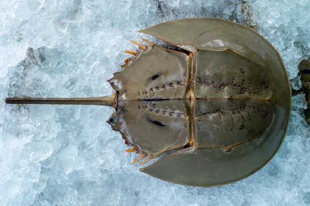 Fresh Horseshoe crab or Limulus polyphemus on ice in seafood shop upper surface shot from top view