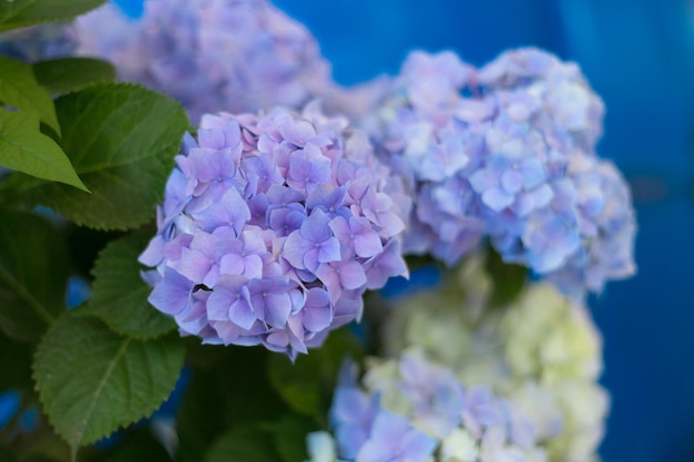 Fresh hortensia bright blue flowers and green leaves background