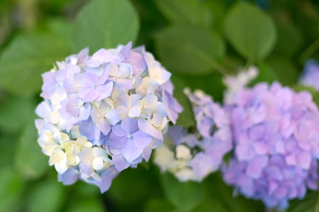 Fresh hortensia light blue flowers and green leaves background