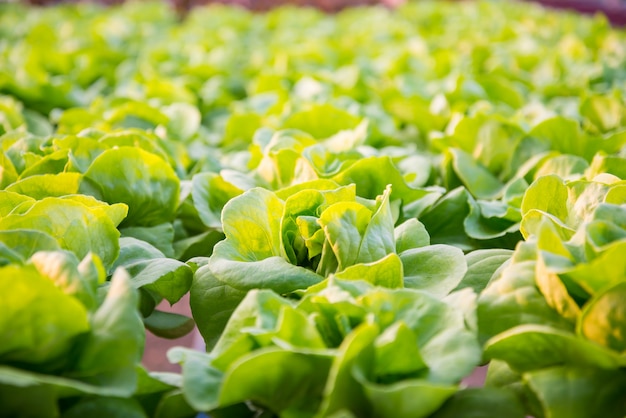 Fresh hydroponic vegetables 