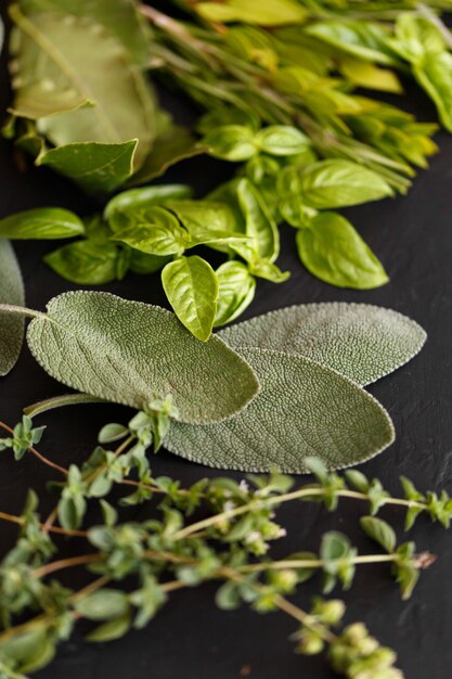 Fresh italian herbs on dark background. Variety of herbs, basil, rosemary, myrtle, laurel