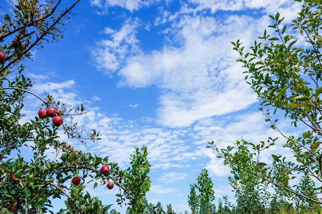 fresh and juicy apples ready for harvest in the apple plantation. Apple tree