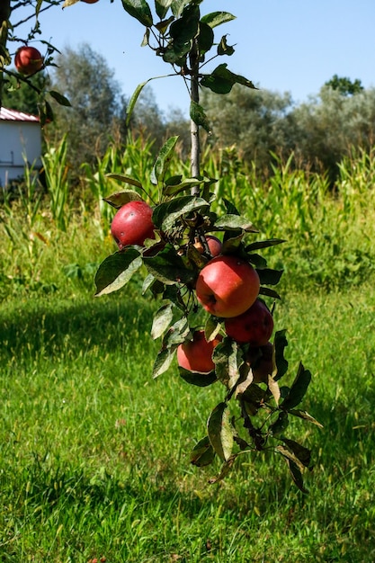 fresh and juicy apples ready for harvest in the apple plantation. Apple tree