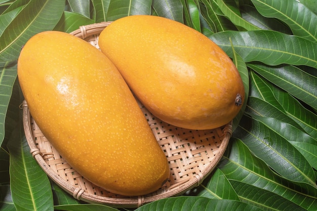 Fresh juicy beautiful mango fruit in bamboo sieve over green leaf background Tropical summer harvest concept top view close up macro copy space