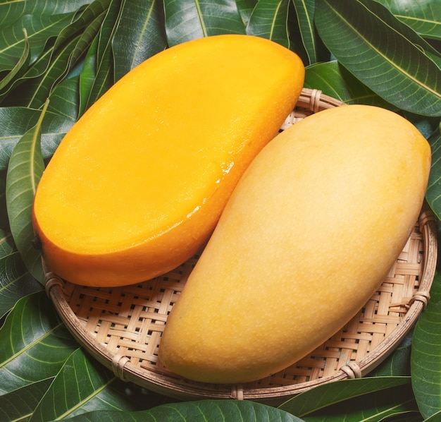 Fresh juicy beautiful mango fruit in bamboo wooden basket on green leaves