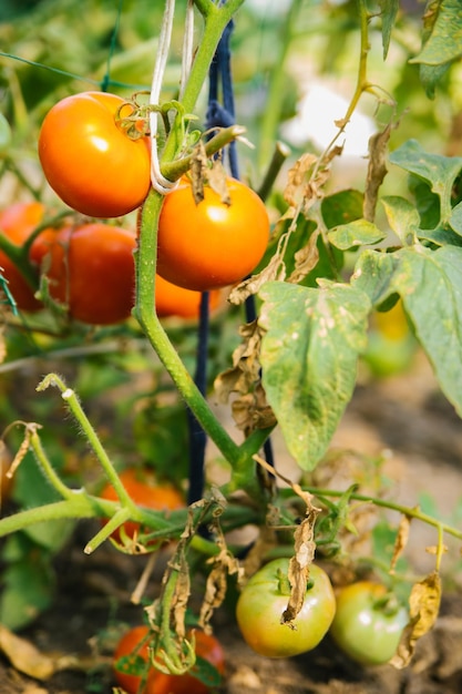 Fresh and juicy tomatoes are hanging on a bush Harvesting on an organic farm Agricultural industry Vegetables grown at home