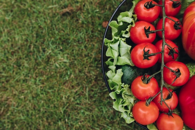 Fresh juicy tomatoes lettuce cucumber in bucket on green summer grass top view