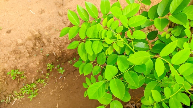 The fresh katuk leaf plant species found in Southeast Asia belongs to the genus sauropus