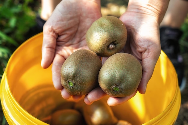 Fresh kiwi fruit on tree growing Kiwifruit Actinidia