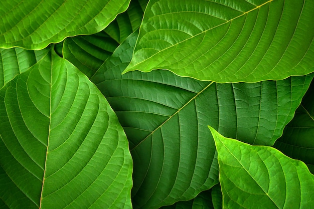 fresh kratom leaves  Green leaves on white background Mitragyna speciosa Drugs and Narcotics