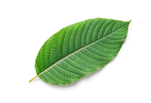 Fresh  Kratom (Mitragyna speciosa) leaf isolated on white background with clipping path.