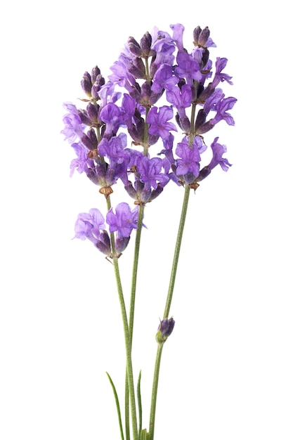 Fresh lavender flowers isolated on white