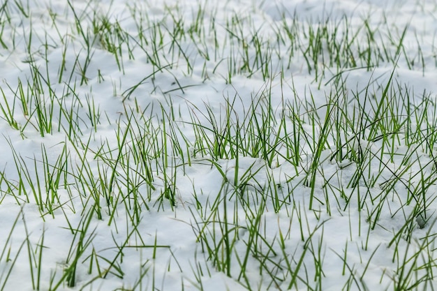 Fresh lawn grass under snow in natureEarly arrival of winter