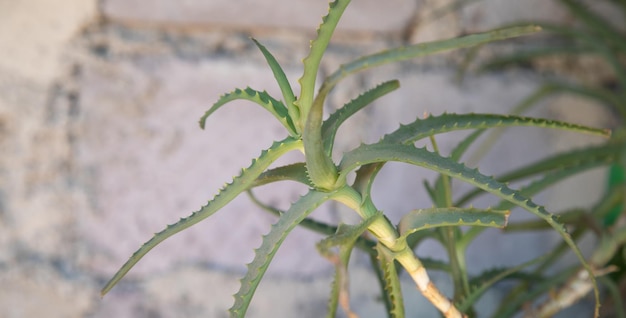 Fresh leaf of Aloe Vera Aloe plant