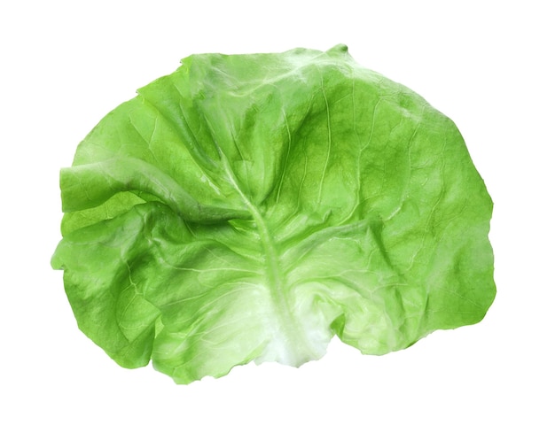 Fresh leaf of green butter lettuce isolated on white