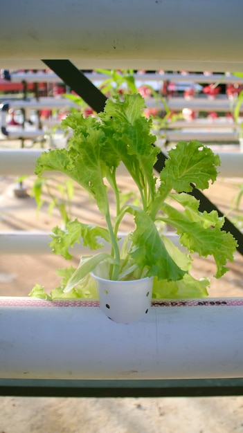 Fresh leaf lettuce green vegetable plant by hydroponic method Nutrient film transfer Hydroponic setup system idea Modern vegetable farming