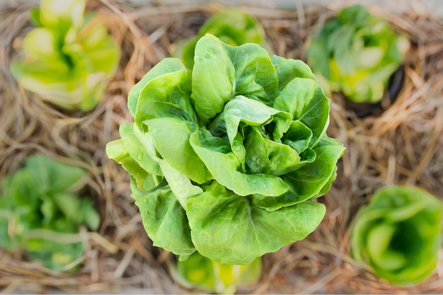 Fresh leaf vegetable cultivated in bamboo pole as farming