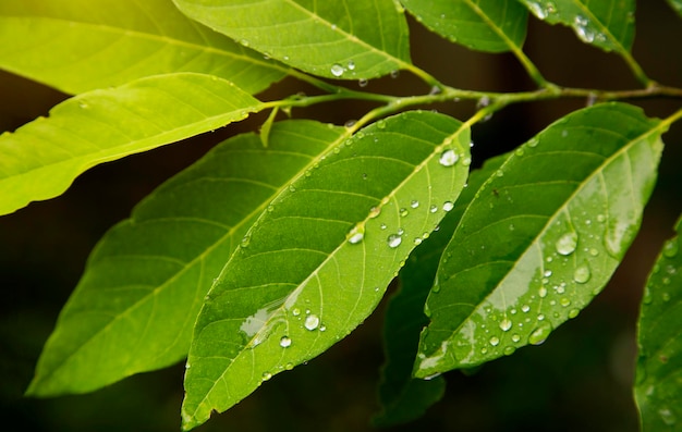 Fresh leaf with water drop after rain with sun light