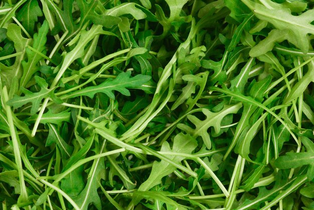 Fresh leaves of arugula as background.