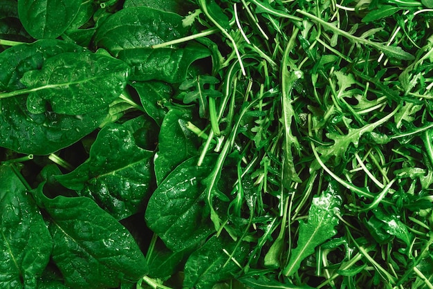 Fresh leaves of arugula and spinach as background