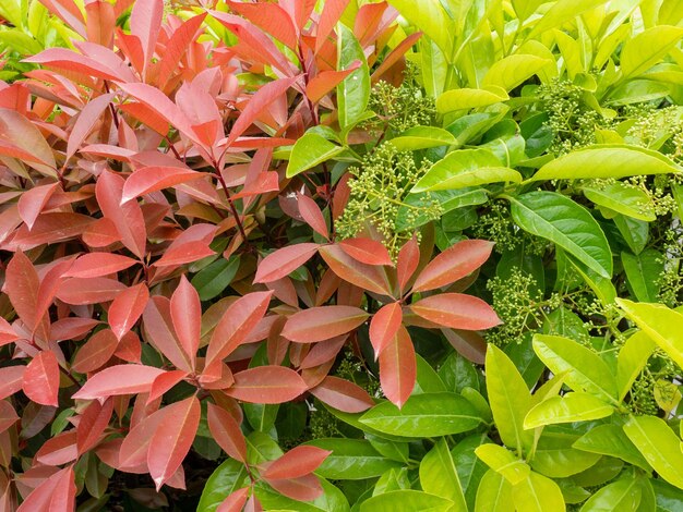 Fresh leaves on the bushes Natural pattern Leaves background Red and green shrubs in the south