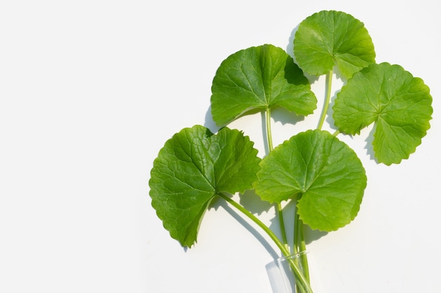 Fresh leaves of gotu kola, Herb and medical plant.