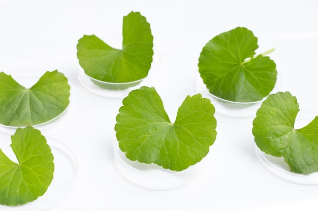 Fresh leaves of gotu kola in petri dishes on white background