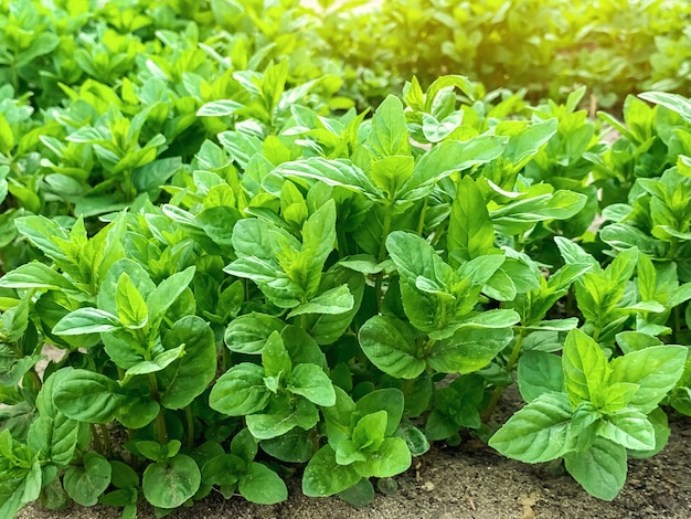 Fresh leaves of green young mint