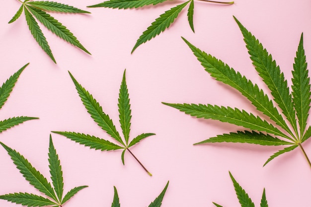 Fresh leaves of hemp on a pink surface with copy space. Top view.